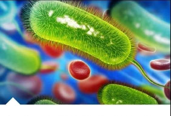 EFIKASNOST BROKOLIJA U PREVENCIJI KISELINE I KARCINOMA ŽELUCA: KLJUČNA KOLIČINA OD 70 GRAMA