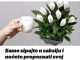 Samo sipajte “OVU SMJESU” u saksiju i nećete prepoznati svoj SPATIFILIUM: Eksplozija cvijeća kakvu još niste vidjeli!