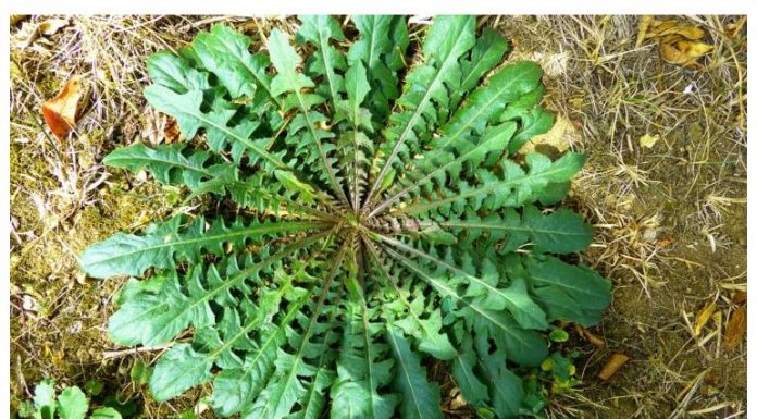 Smanjuje šećer, topi salo a čisti i otrove: Izvrsna biljka koja se nalazi svuda oko nas, a pravo je blago