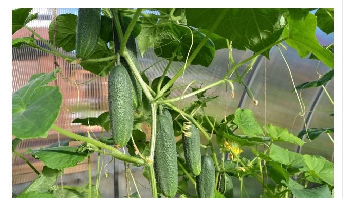 Kad se CVJETOVI počnu pretvarati u PLODOVE, ODMAH prelijte svoje krastavce OVOM D0MAĆOM HRANOM: Ranije ćete brati i imati PUNO VIŠE PLOD0VA!