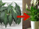 1 Kašika Pravo U Lonac I Spathiphyllum Ponovo Prelijepo Cvjeta: EVO Recepta Koji Ga Je Spasio!