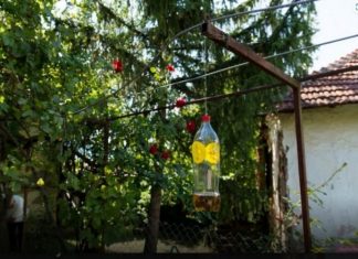 Posle sat vremena više nećete videti muvu, ni komarca u blizini: Smućkajte im poslednju večeru