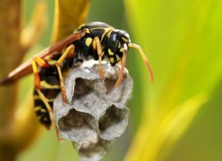 Ubod stršljena: Za neke ljude može biti smrtonosan, a evo kako si pomoći