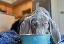 Pas IZBEZUMLJENO JEDE a vlasnik se bori sa maskiranim lopovima: Zbog ovog snimka ceo svet se valja od smeha