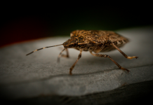 Imate smrdibube u kući? Ne dirajte ih – razlog će vas potpuno iznenaditi!