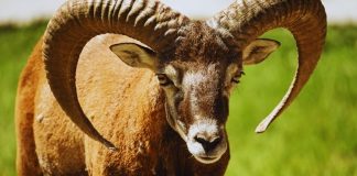 OVAN – ZAVRŠNICA AVGUSTA U ZNAKU SUDBINSKIH PROMENA I ZAPISANIH DEŠAVANJA: Stiže ono ČEMU SE NE NADATE i bićete BEZ TEKSTA, evo šta vas čeka!